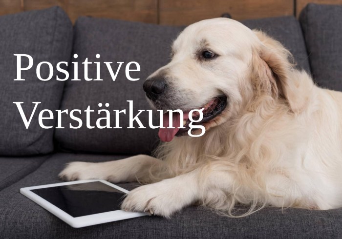 Positive Verstärkung in der Tiererziehung