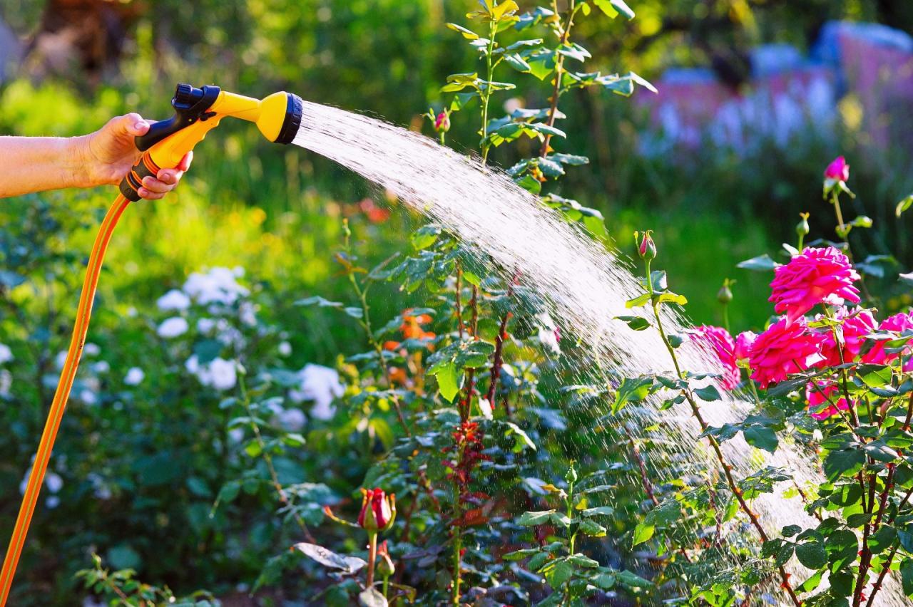 Watering landscape