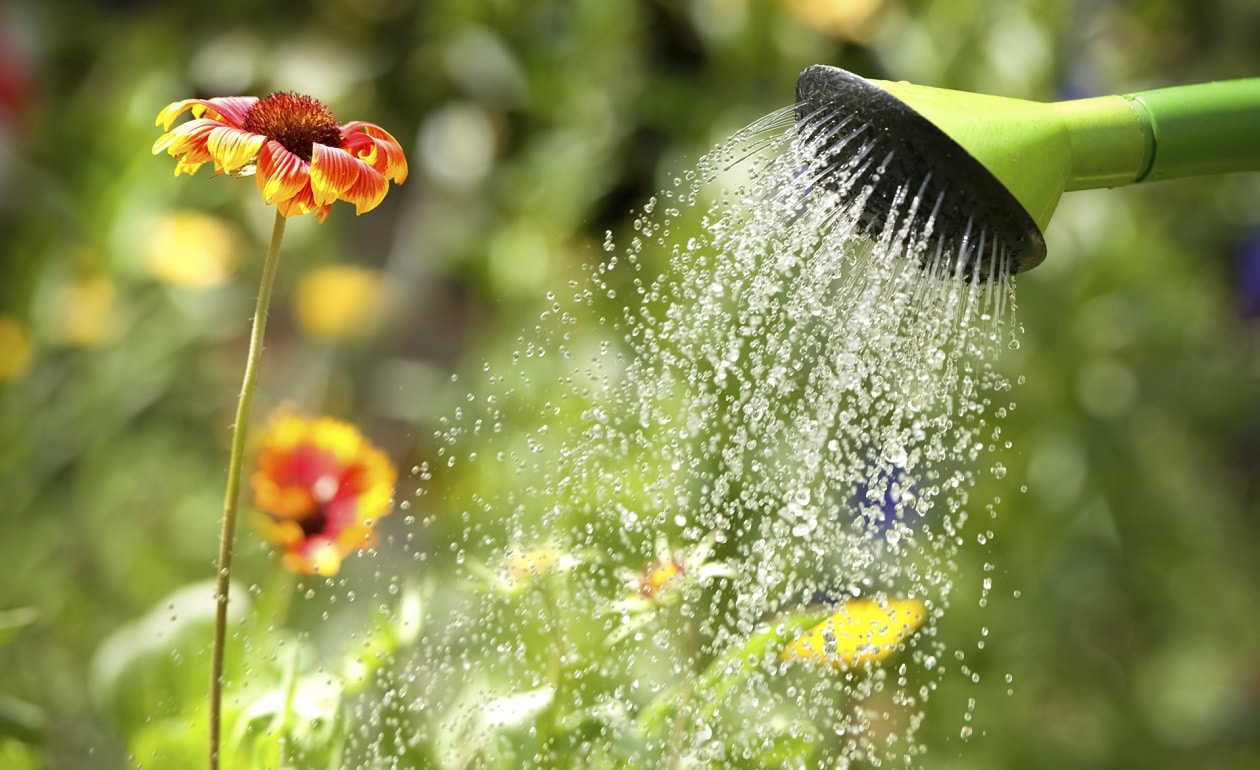 Watering effectively plantings inharmony