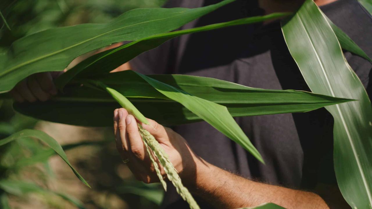 Pflanzenzucht und die Herausforderungen des Klimawandels