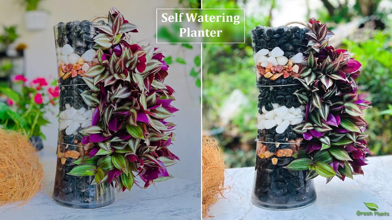 Plants vacation water while automatically