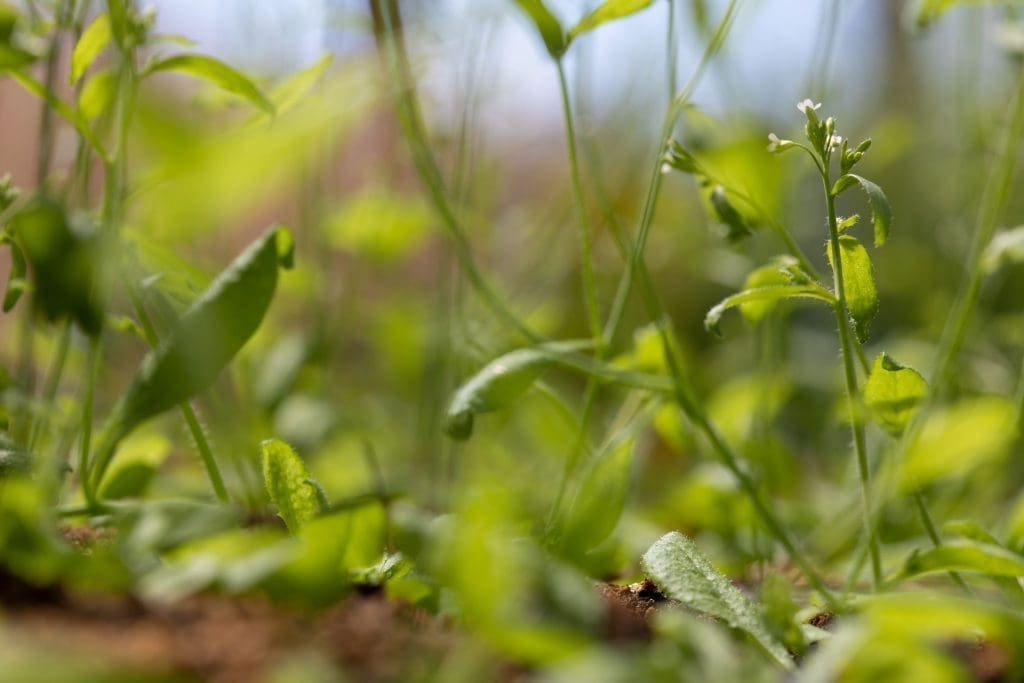 Pflanzenzucht und die Herausforderungen des Klimawandels